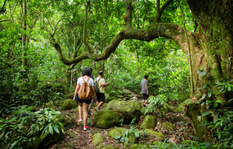 Trilha pelo Parque Estadual da Pedra Branca