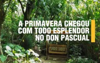 Primavera no Don Pascual: Flores, Sabores e Encontros
