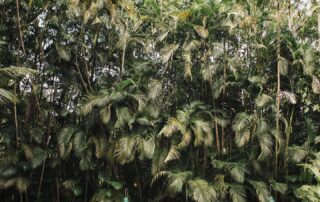 A experiência de estar no Rio de Janeiro, mas sentir a alma na Serra Estar no Rio de Janeiro, em meio à natureza, é viver uma sensação que surpreende até quem já conhece a cidade. 🤎