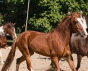 Final de Semana no Don Pascual: Descubra Cada Dia!