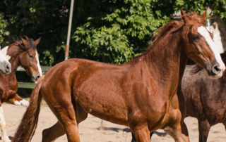 Final de Semana no Don Pascual: Descubra Cada Dia!