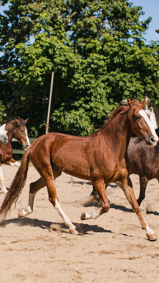 Final de Semana no Don Pascual: Descubra Cada Dia!